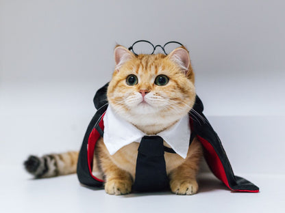 Pet Cute high-quality cloak decoration for Halloween